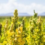 quinoa