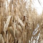 ontario corn in december