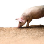 pink domestic pigs in the stable