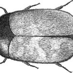 khapra beetle