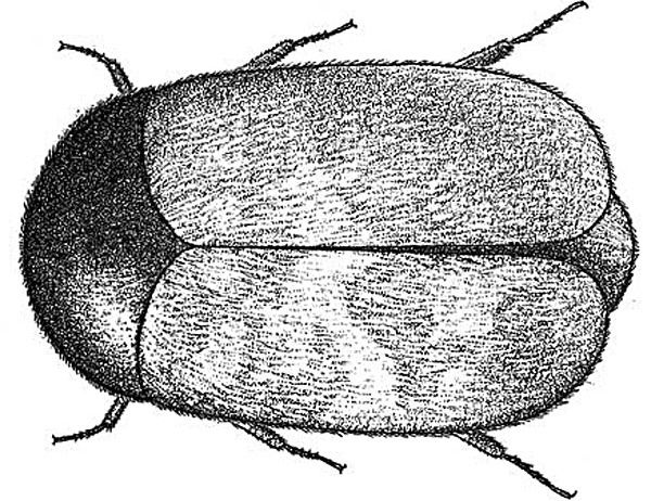 khapra beetle