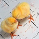 chicks