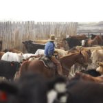Cowboy rides through a pen of steers at a feedlot.