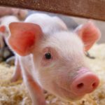 piglet