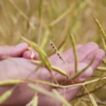 TruFlex canola