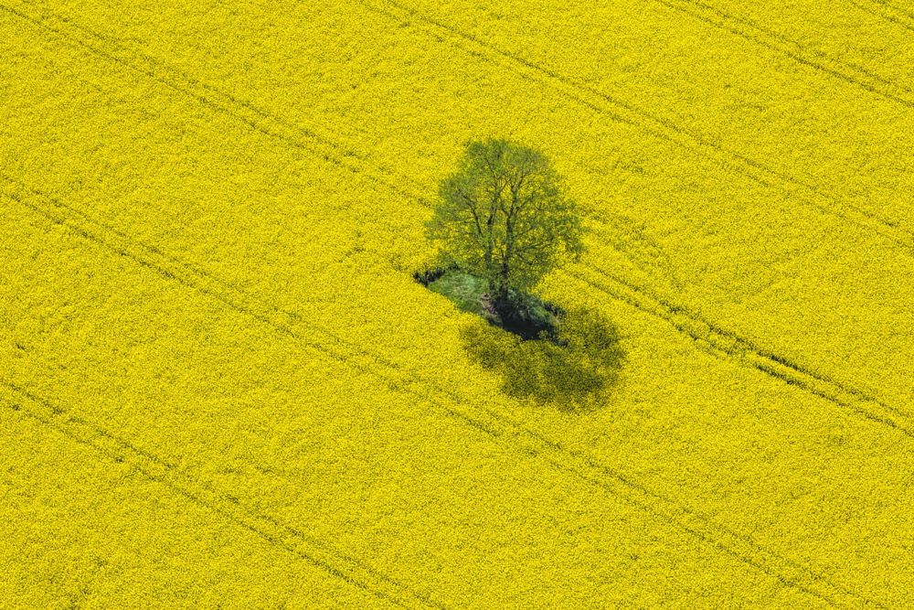 germany rapeseed
