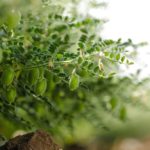 india chickpea