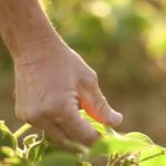 enlist e3 soybeans