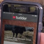 tinder for cows