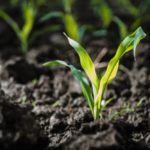 corn emergence