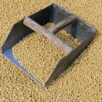 soybeans