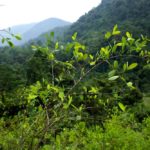 colombian coca