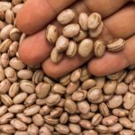 pinto beans