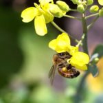 bee on canola