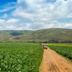 brazil soybeans