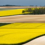 rapeseed france