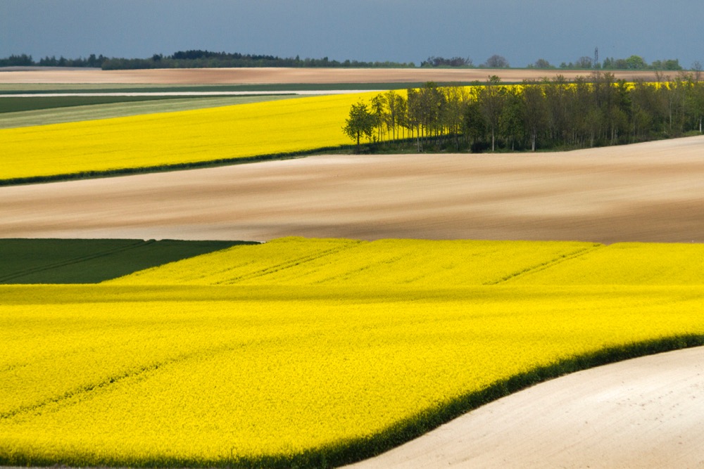rapeseed france