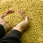 soybeans