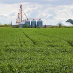 soybeans near winnipeg