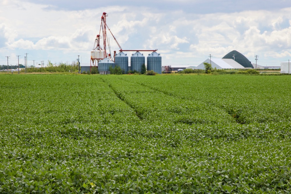soybeans near winnipeg