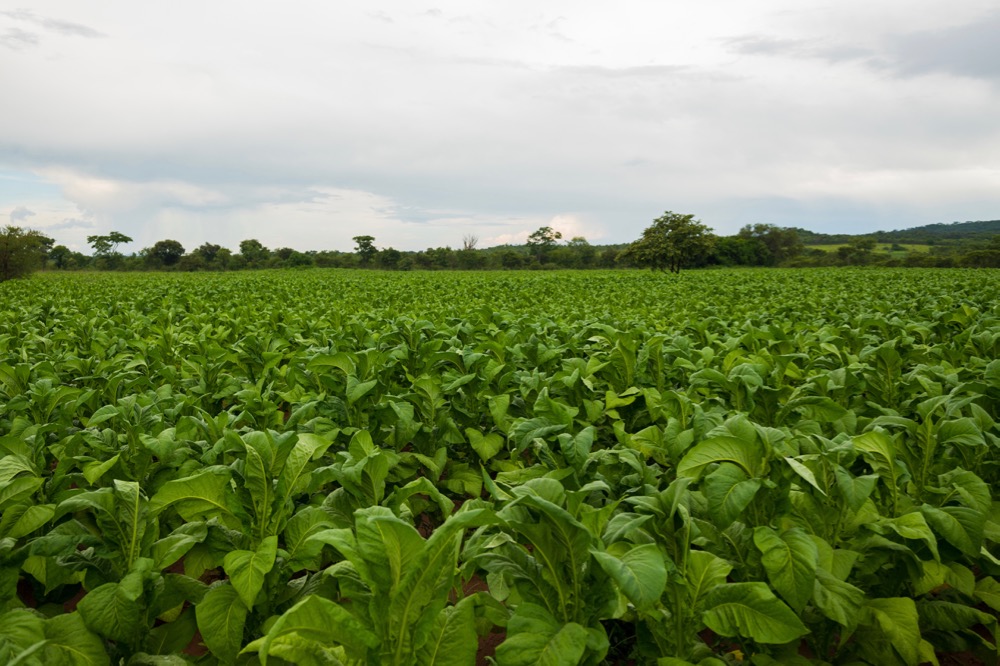 zimbabwe tobacco