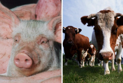 U S Livestock Cme Hogs Drop To Five Month Low As U S China