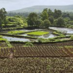 india rice
