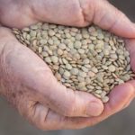 green lentils