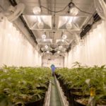 medical cannabis production canada