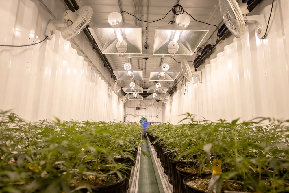 medical cannabis production canada