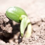 soybean seedling