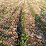 durum wheat saskatchewan