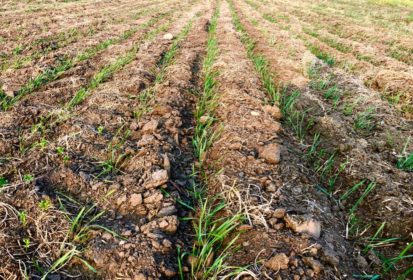 BASF warns on seeding choices for drought-hit imi-treated ...