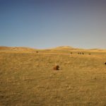 cattle on grassland