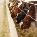 feedlot