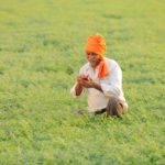 chickpeas india