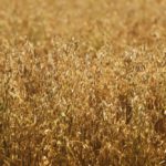 oats