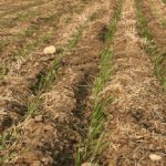 saskatchewan wheat