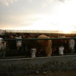 feedlot