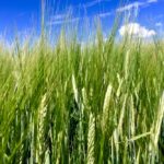 barley