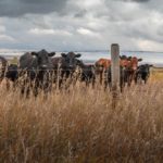 cattle on alberta pasture