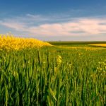 wheat and canola