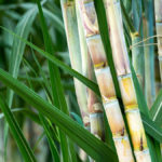 fresh sugarcane in garden