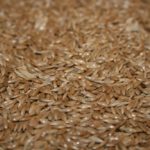 canary seed