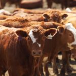feedlot cattle