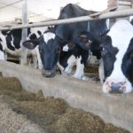 dairy cows