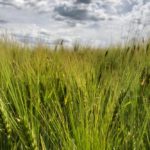saskatchewan barley