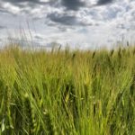 saskatchewan barley