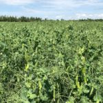 peas in saskatchewan