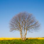 canola in france